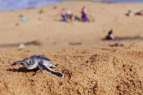 Turtle2